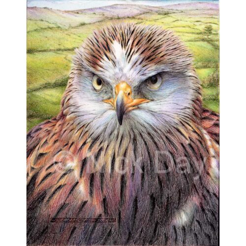 Nick Day -Red Kite Portrait