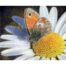 Nick Day -Heath Butterfly