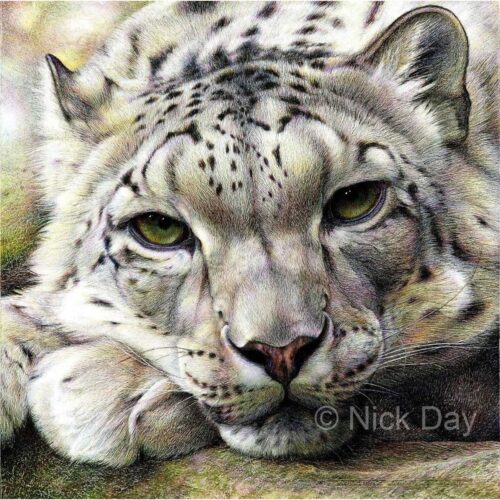 Nick Day - Snow Leopard