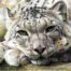 Nick Day - Snow Leopard
