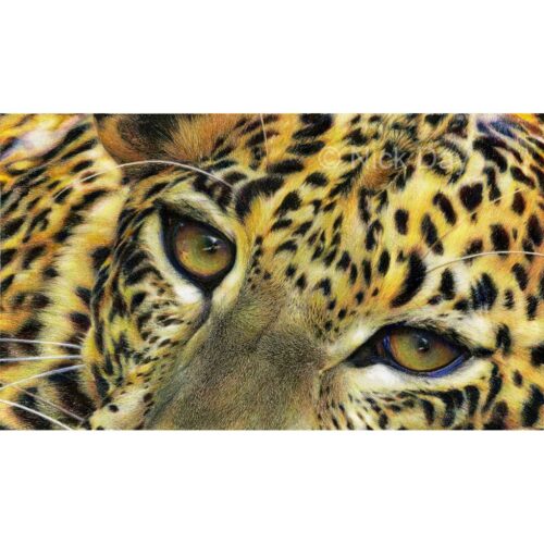 Nick Day - Sri Lankan Leopard Cub