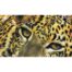 Nick Day - Sri Lankan Leopard Cub