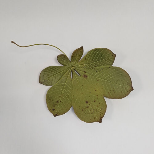 Penkridge Ceramics Large Conker Leaf