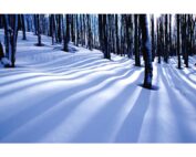 Peter Bowers - Collingwood Trees