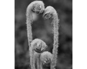 Peter Bowers - Fiddleheads