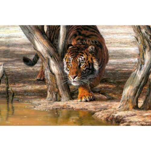 Stella Mays - Approaching The Waterhole