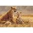 Stella Mays - Ngorongoro Lions
