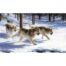 Stella Mays - Wolf Creek