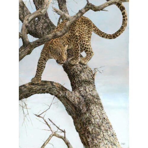 Stella Mays - On A Limb
