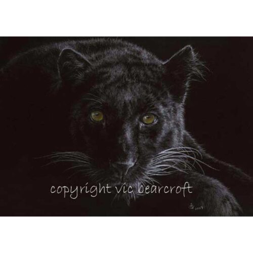 Vic Bearcroft - Black Velvet