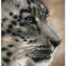 Vic Bearcroft - Snow Leopard